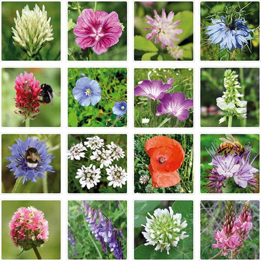Small Dear Teacher Seed Bomb Box | Wildflower Balls | Gift