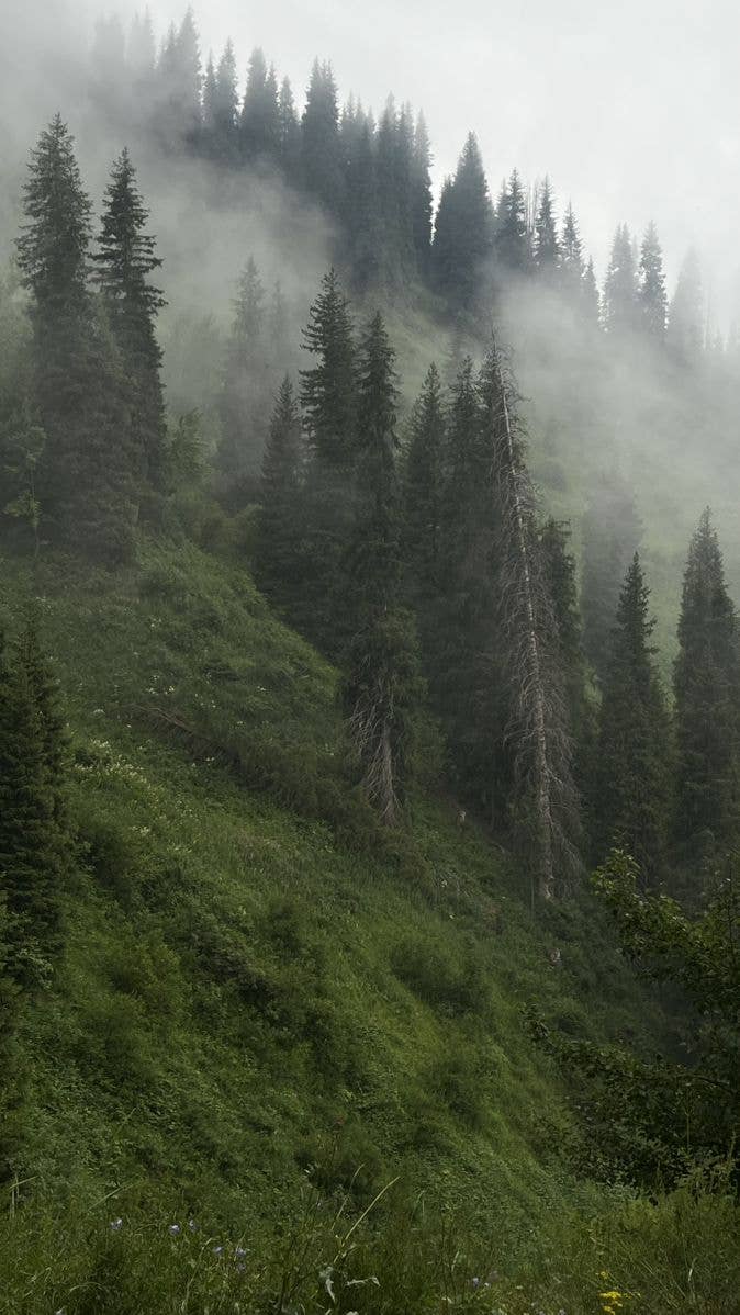 Mountain Therapy | Pine & Rosemary | Hand-Poured Soy Candle.