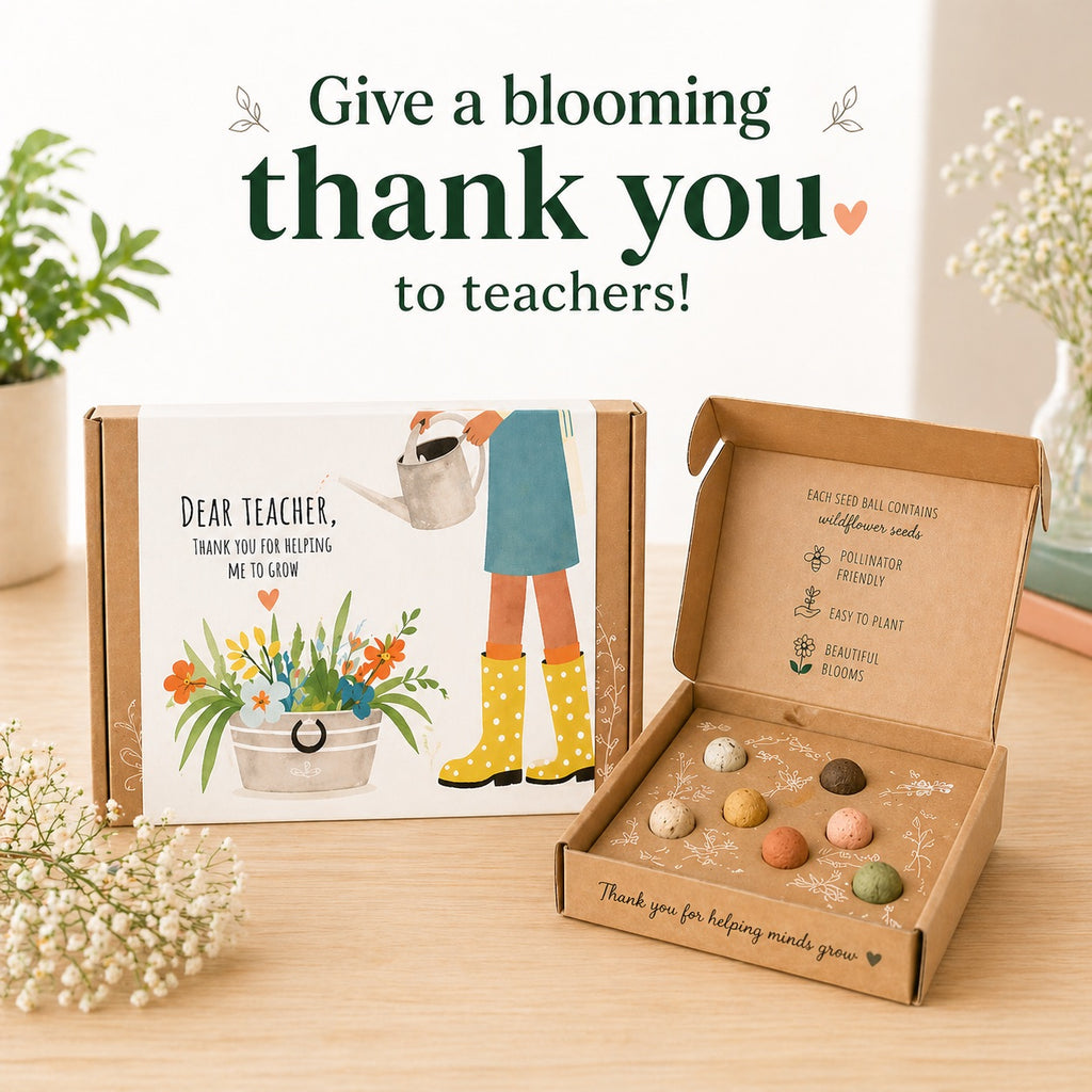 Small Dear Teacher Seed Bomb Box | Wildflower Balls | Gift